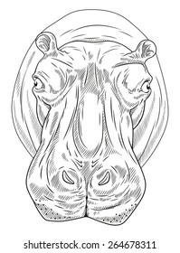 Hippopotamus 