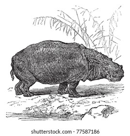 Hippopotamus or Hippopotamus amphibius or Hippo or Hippopotami, vintage engraving. Old engraved illustration of Hippopotamus, close to the water. Trousset Encyclopedia.