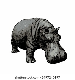 Hippopotamus amphibius vektor ilustration isolated design template 