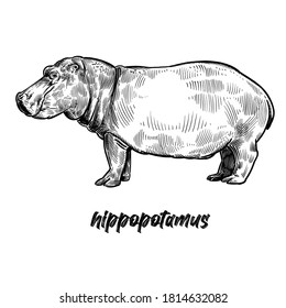 Hippopotamus. Tiere der Afrikanischen Serie. Vintage Gravur Stil. Vektorgrafik. Schwarze Grafik einzeln auf weißem Hintergrund. Gegenstand der Tierwelt. Handzeichnung Hippo. Sketch Raubtier-Ungeheuer.