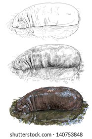 The hippopotamus dip its head in the water