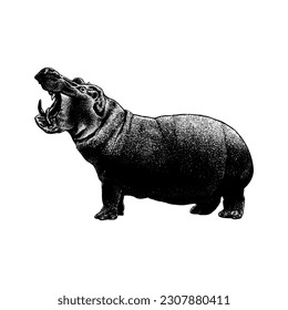 Hippopotamus gorgops hand drawing vector isolated on white background.