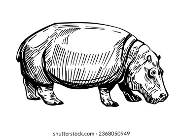 Hippopotamus hand drawn sketch illustration. Black vector outline