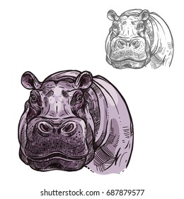 Hippopotamus hippo head or muzzle sketch icon. Vector isolated African wild mammal of pygmy hippo animal for zoology, mascot blazon of sport team, wildlife savanna nature