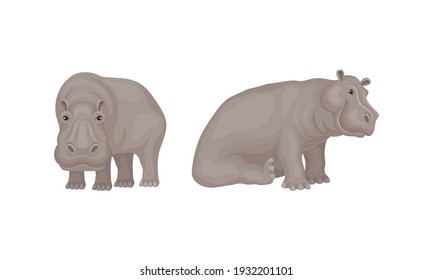 Hippopotamus or Hippo as Large Semiaquatic Mammal in Different Pose Vector Set