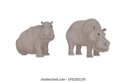 Hippopotamus or Hippo as Large Semiaquatic Mammal in Different Pose Vector Set