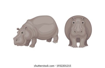 Hippopotamus or Hippo as Large Semiaquatic Mammal in Different Pose Vector Set
