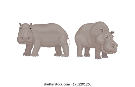 Hippopotamus or Hippo as Large Semiaquatic Mammal in Different Pose Vector Set