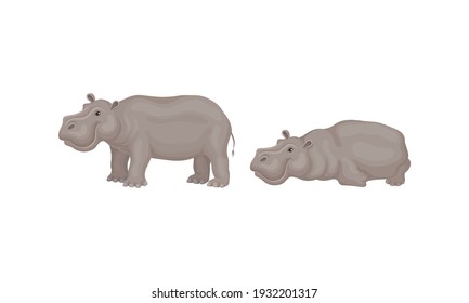 Hippopotamus or Hippo as Large Semiaquatic Mammal in Different Pose Vector Set