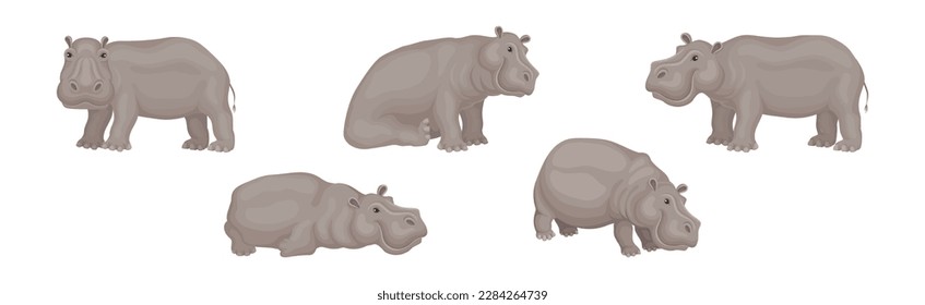 Hippopotamus or Hippo as Large Semiaquatic Mammal in Different Pose Vector Set
