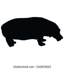 Hippopotamus, hippo vector isolated on white background illustration. - Vector