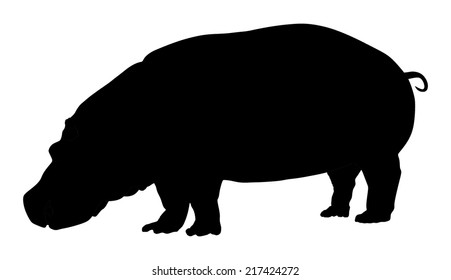 Hippopotamus, hippo vector isolated on white background illustration.