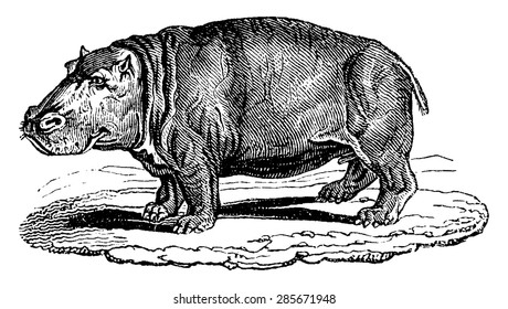 Hippopotamus or hippo, vintage engraved illustration. Natural History of Animals, 1880.
