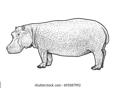 Hippopotamus illustration, drawing, engraving, ink, line art, vector