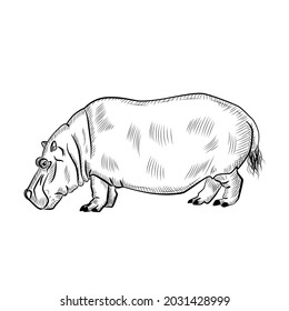 Hippopotamus isolated on white background. Sketch graphic animal powerful savannah in engraving style. Design retro black and white drawing. Vector illustration.