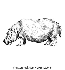 Hippopotamus isolated on white background. Sketch graphic animal powerful savannah in engraving style. Design retro black and white drawing. Vector illustration.