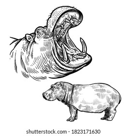 Hippopotamus in profile and hippopotamus head with open mouth close-up. Animal Africa. Vintage. Vector art illustration. Black and white. Wildlife. Hand drawing hippo. Predator behemoth.