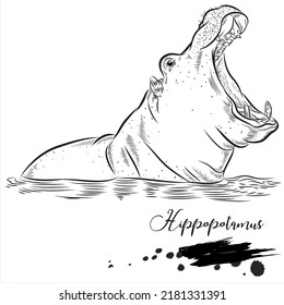 Hippopotamus, realistic animal sketch, vector illustration