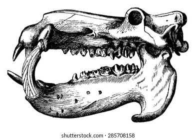 Hippopotamus skull, vintage engraved illustration. La Vie dans la nature, 1890.