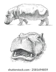 Hippopotamus snout sketch, walking behemoth profile, realistic hand drawn vector illustration isolated on white