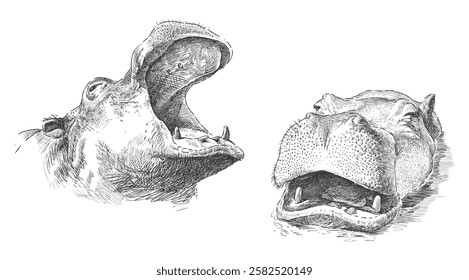 Hippopotamus snouts sketch, behemoth heads, realistic hand drawing, vector illustration isolated on white