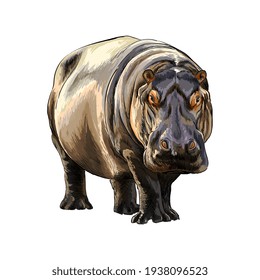 Hippopotamus from a splash of watercolor, colored drawing, realistic. Vector illustration of paints