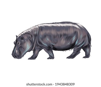 Hippopotamus from a splash of watercolor, colored drawing, realistic. Vector illustration of paints