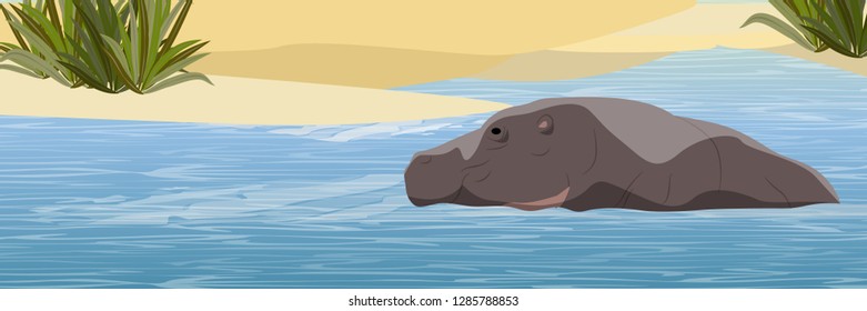 Hippopotamus swims in the lake near the shore with sand and grass. Wild animals of Africa. Realistic Vector Landscape