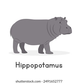 Hippopotamus vector illustration, cartoon clipart character, animal in flat style. Wild animals, wild creatures, wildlife concept. Hippo vector design isolated on white background