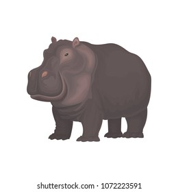 Hippopotamus wild african animal vector Illustration on a white background