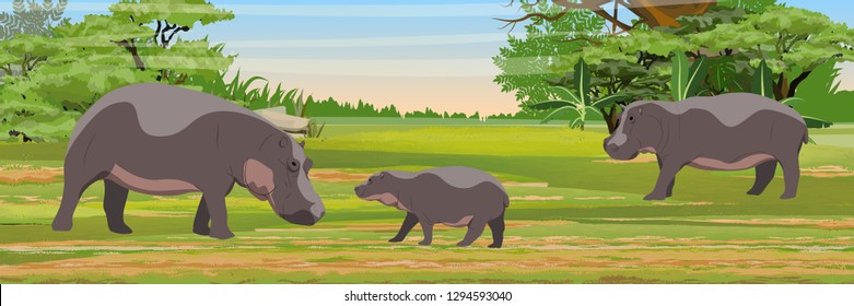 Hippos mother and cub in the African savannah.. Wild animals of Africa. Realistic vector landscape. The nature of Africa. Reserves and national parks.