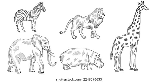 Hippo,Zebra,Lion,Elephant,Giraffe sketch drawing vector illustration