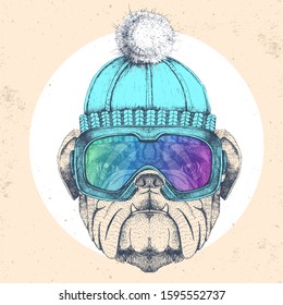 Hipster animal bulldog in winter hat and snowboard goggles. Hand drawing Muzzle of bulldog