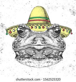 Hipster animal frog wearing a sombrero hat. Hand drawing Muzzle of frog