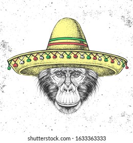 Hipster animal monkey wearing a sombrero hat. Hand drawing Muzzle of chimpanzee