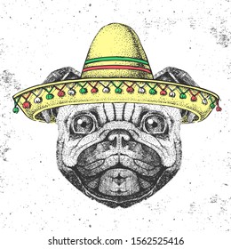Hipster animal pug-dog wearing a sombrero hat. Hand drawing Muzzle of pug dog