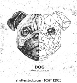 Hipster animal realistic and polygonal pug-dog face. Triangle animal