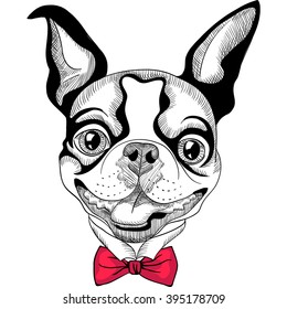 Hipster dog Boston Terrier in red bow tie smiling