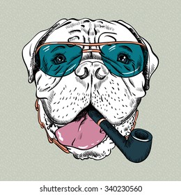 hipster dog Bullmastiff breed in  blue glassess with a pipe