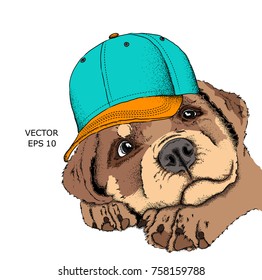 Hipster dog in cap. Vector illustration