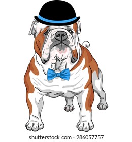 hipster dog English Bulldog breed in a black and blue hat and bow tie