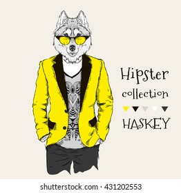 Hipster dressed husky in jacket, pants and sweater. Vector illustration