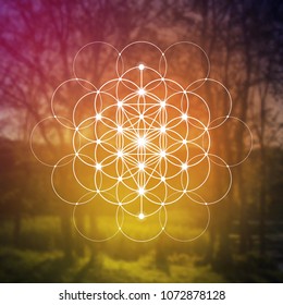 Hipster scientific illustration with tree of life - the interlocking circles  flower of life ancient symbol in front of blurry photo background.