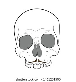 Hipster skull with mustache.White background. hand drawing vector