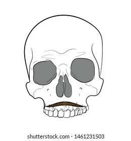 Hipster skull with mustache.White background. hand drawing vector