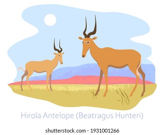Hirola, the world's rarest antilope. Two antelopes on a landscape background  
