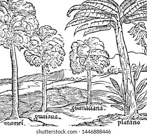 Hispaniola Trees vintage engraved illustration. 