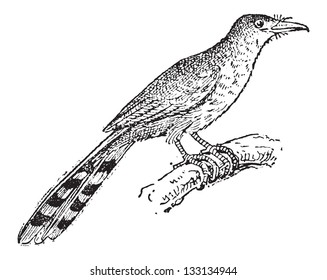 Hispaniolan Lizard Cuckoo or Coccyzus longirostris, vintage engraved illustration. Dictionary of Words and Things - Larive and Fleury - 1895