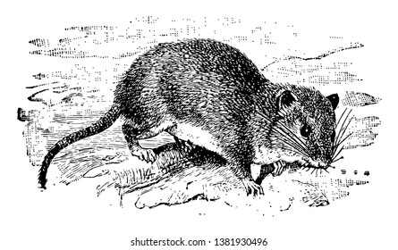 Hispid Cotton Rat is a small rodent in the Cricetidae family of New World rats, vintage line drawing or engraving illustration.