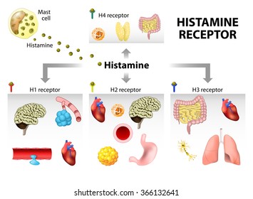 Histamine action. Function, target tissue and  organs.